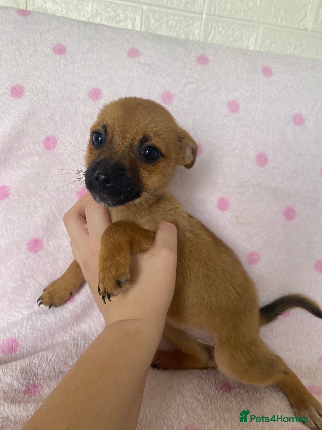 Mixed Breed dogs for sale: Jack Russell cross Pomeranian puppy’s  - Image 6