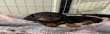Miniature Dachshund 2