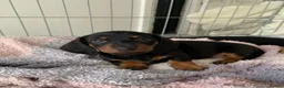 Miniature Dachshund dogs for sale: Miniature Dachshund Puppies Available - Advert 2