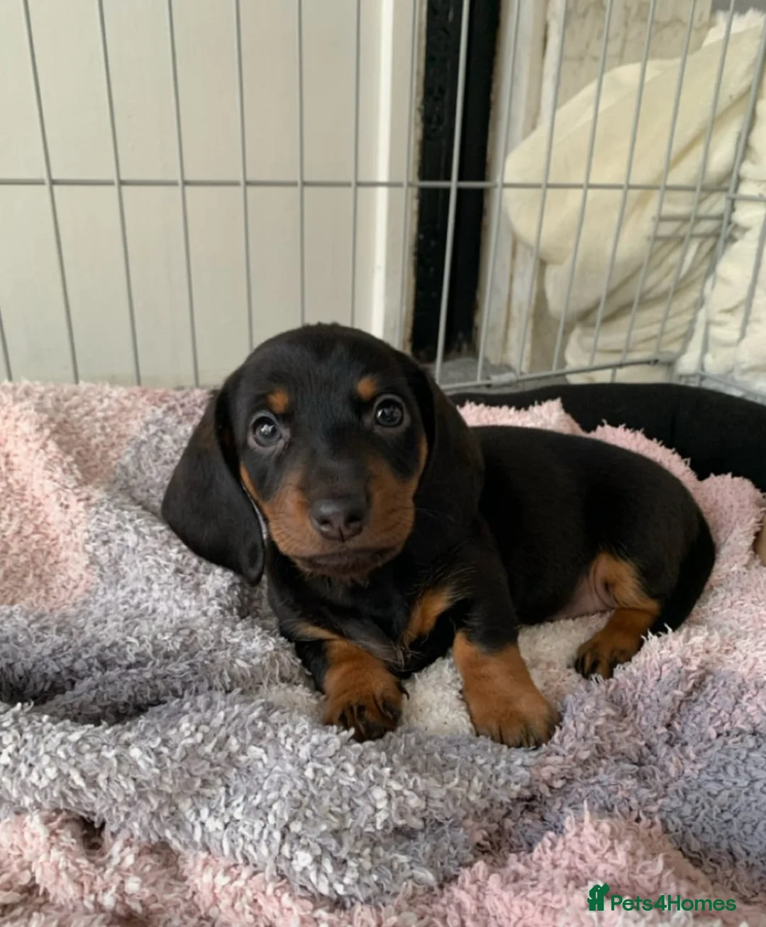 Miniature Dachshund dogs for sale: Miniature Dachshund Puppies Available - Advert 2