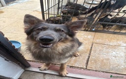 German Shepherd dogs for sale: German Shepherd puppies  - Image 10