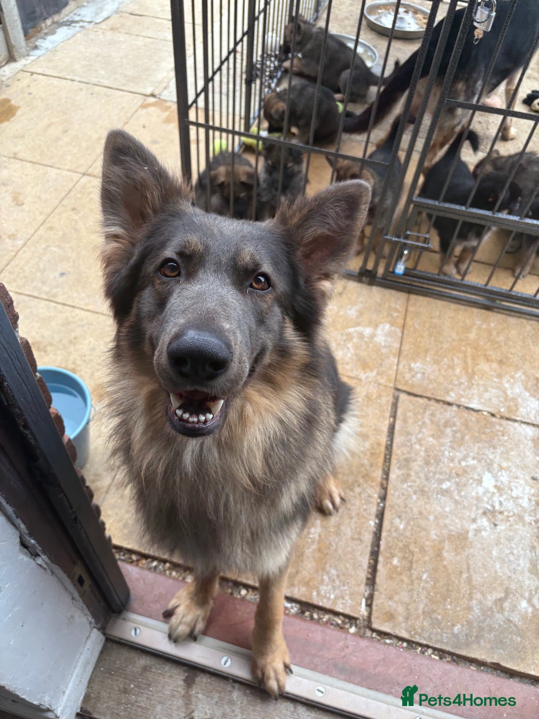 German Shepherd dogs for sale: German Shepherd puppies  - Image 10