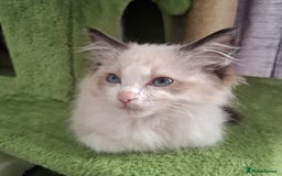 Ragdoll cats for sale: Beautiful female kitten of Ragdoll  - Advert 6
