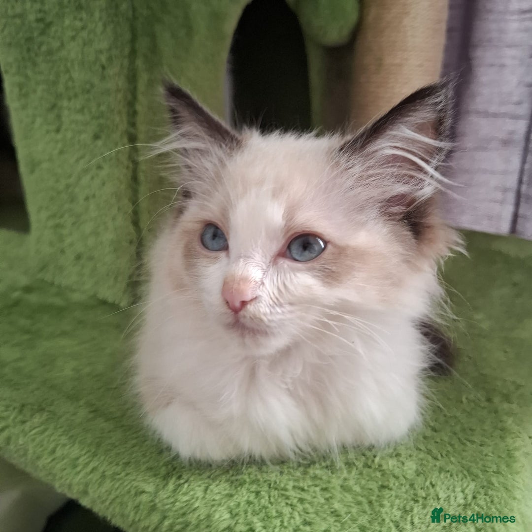 Ragdoll cats for sale: Beautiful female kitten of Ragdoll  - Advert 6