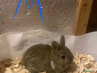 Netherland Dwarf rabbits Pure netherland dwarf baby - Advert 18