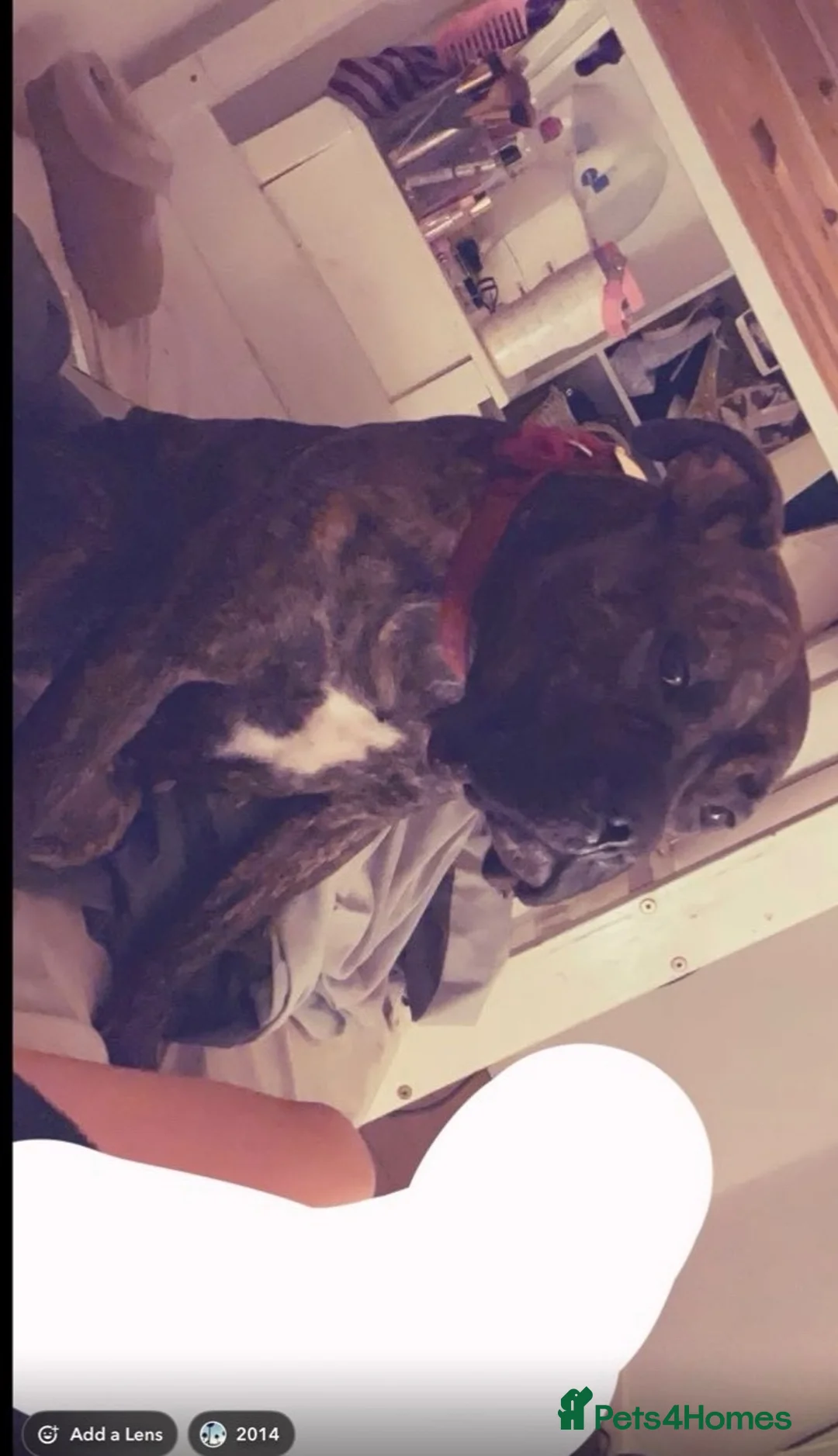 Cane Corso dogs for sale: Cane corso cross bully  - Advert 9