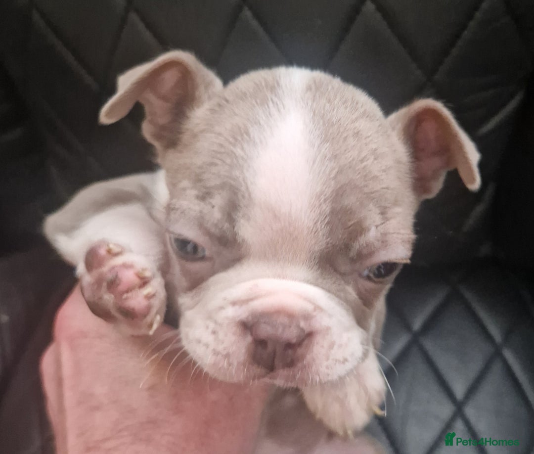 Boston Terrier dogs for sale: Stunning Champagne boston bitch for sale  - Advert 4