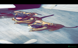 Mixed Breed dogs for sale: German shepherd cross - Advert 1