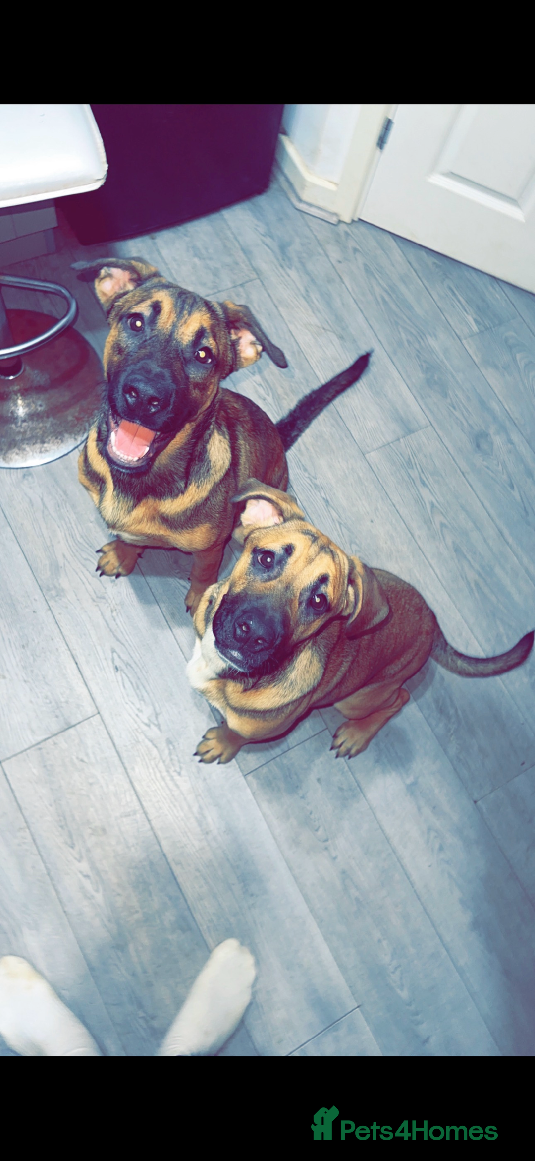 Mixed Breed dogs for sale: German shepherd cross - Advert 1