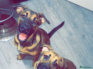 Mixed Breed dogs German shepherd cross - Advert 1