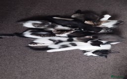 British Shorthair cats for sale: Kittens search new homes  - Image 8