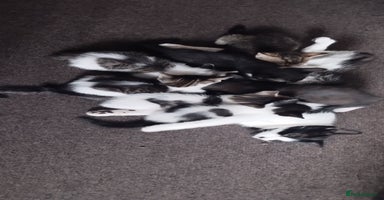 British Shorthair cats - Advert 8