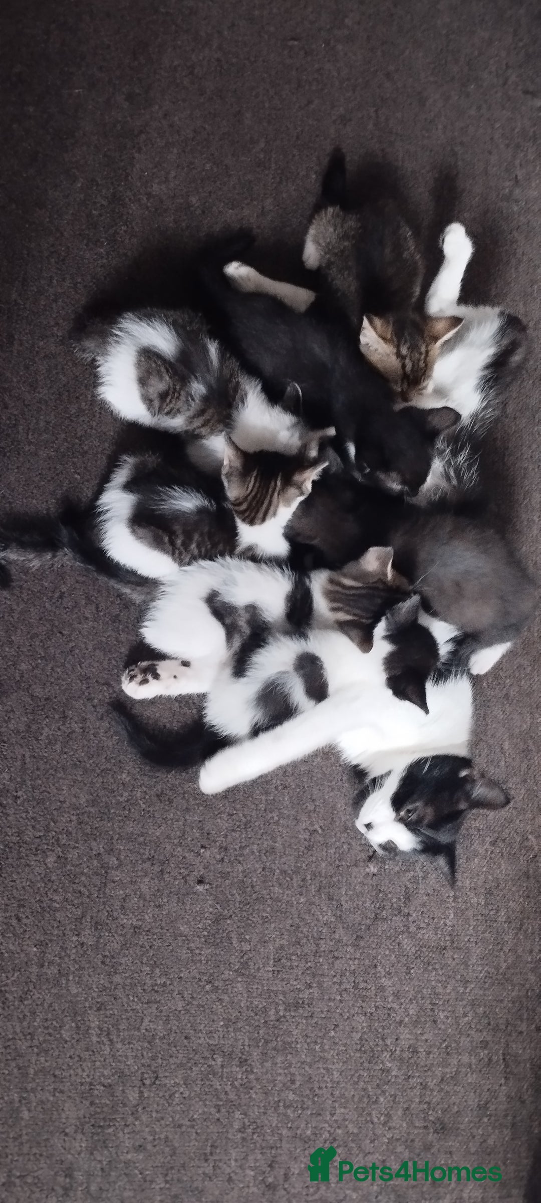 British Shorthair cats for sale: Kittens search new homes  - Image 8