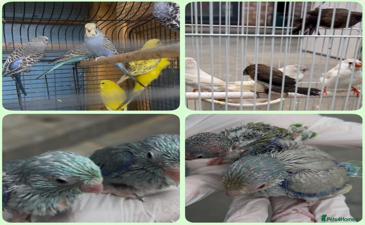 Mixed Breed birds - Advert 1