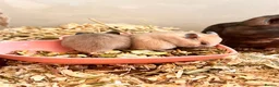 Hamster rodents for sale: Syrian hamster babies in Andover - Advert 19
