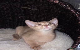 Abyssinian cats for sale: Beautiful Aby  kitten from Champions line - Image 11