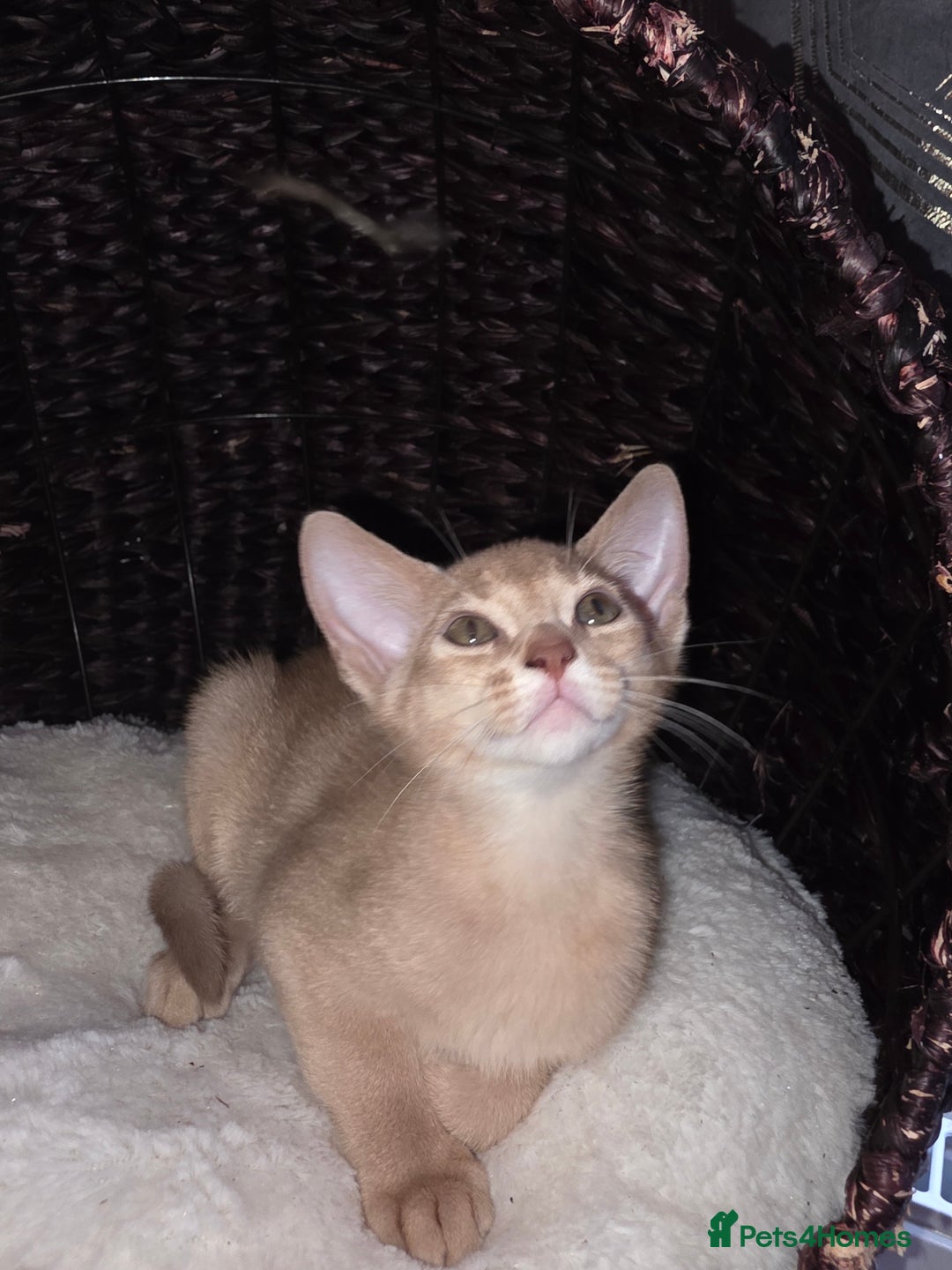 Abyssinian cats for sale: Beautiful Aby  kitten from Champions line - Image 11