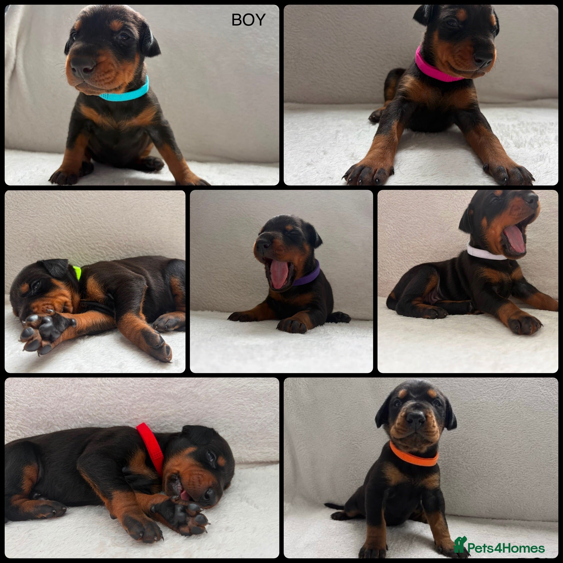 Dobermann dogs KC REGISTERED - DOBERMAN PUPPIES - Advert 4