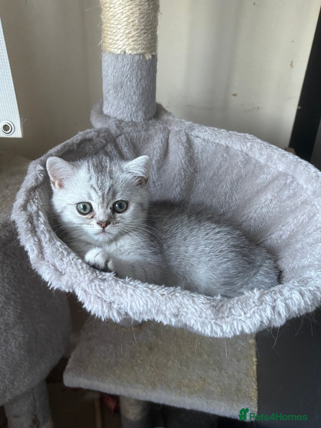 British Shorthair cats for sale: Grand champion bloodline silver shaded BSH kittens - Image 6