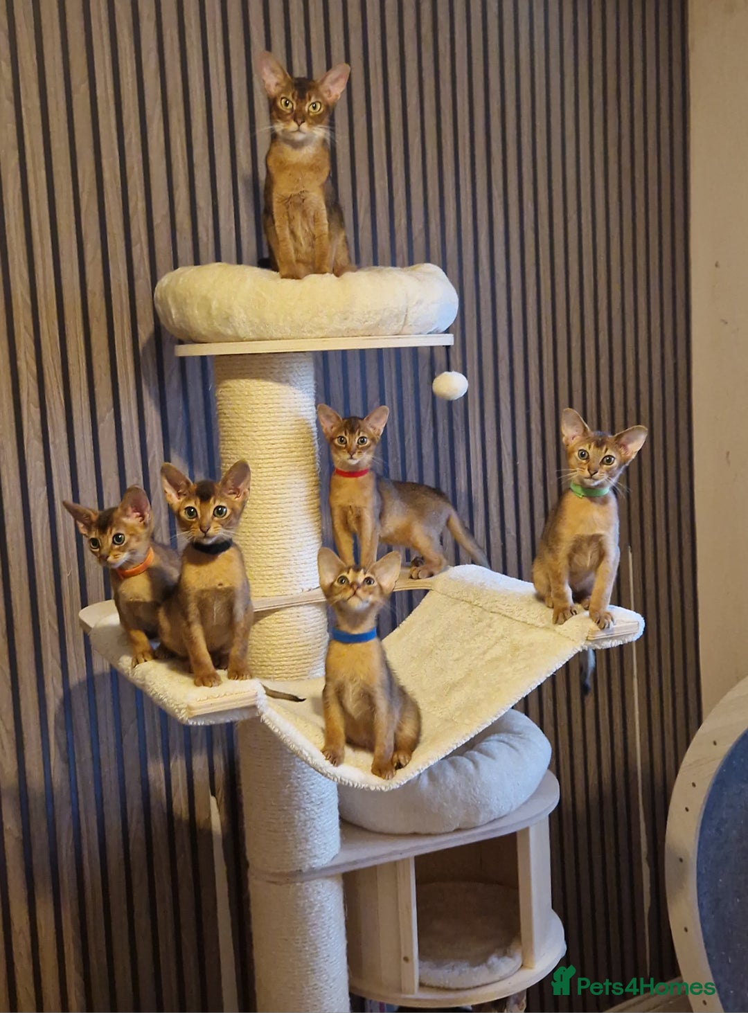 Abyssinian cats for sale: Pure Abyssian kittens ❤️ - Advert 30