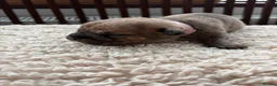 Mixed Breed dogs for sale: 8 Bullpei x French BullDog puppies for sale  - Advert 7
