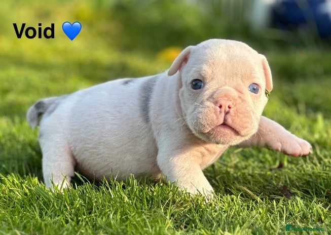 English Bulldog dogs 🌟 health tested parents 🌟 - Advert 3