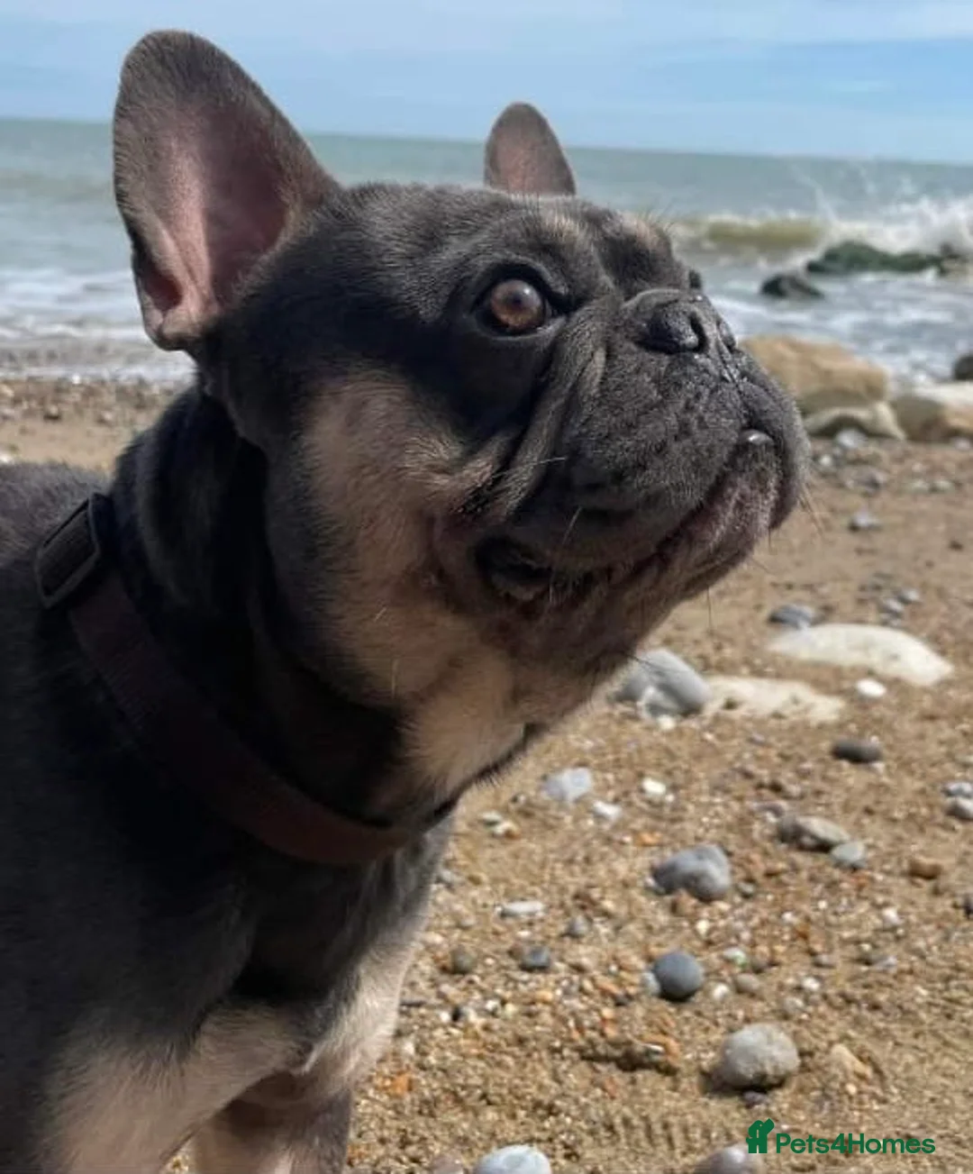 French Bulldog dogs for sale: 4 French Bulldogs For Sale in Cowes - Advert 7