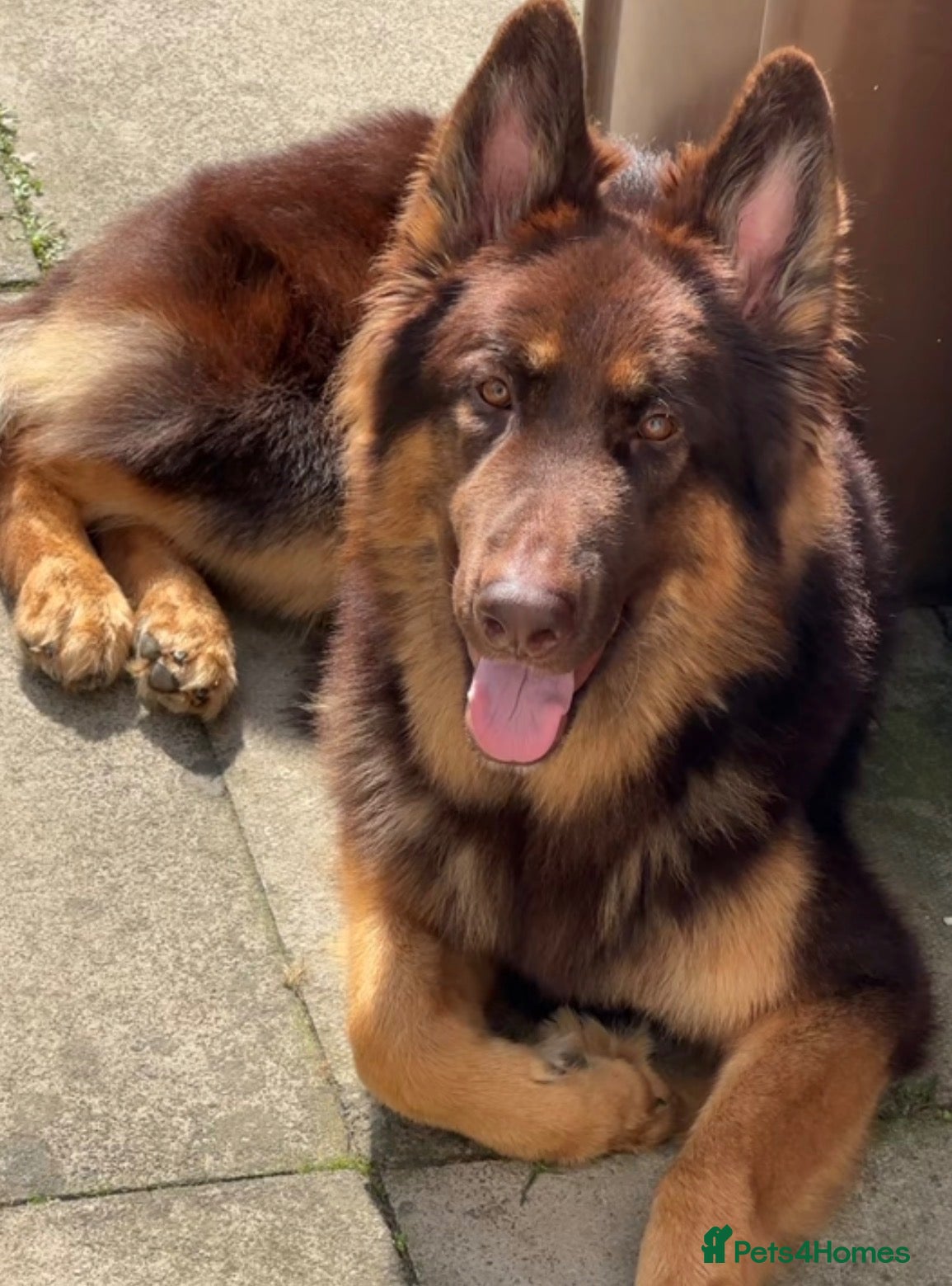 German Shepherd dogs KC registered Liver & tan stud - Advert 1