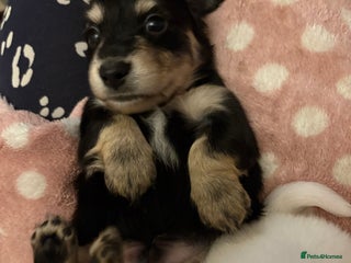 Miniature Dachshund dogs Stunning litter of Mini Long Haired Dachshunds - Advert 4