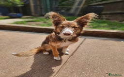 Border Collie dogs for sale: 8 Month Old Border Collie - Koa - Image 13