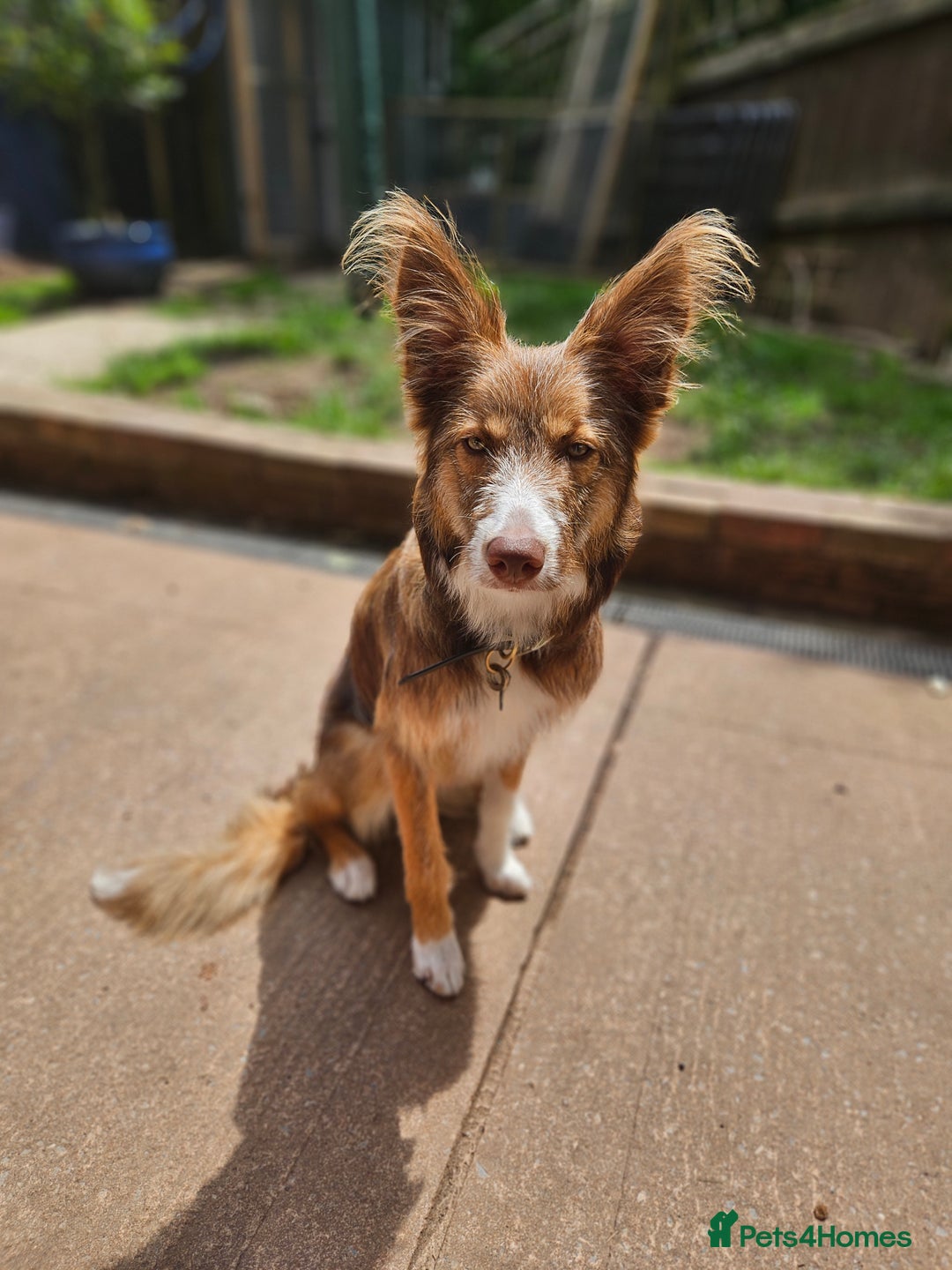 Border Collie dogs for sale: 8 Month Old Border Collie - Koa - Image 13