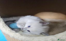 Ragdoll cats for sale: Purebred Blue Point Ragdoll Kittens 🩷💙 - Advert 16