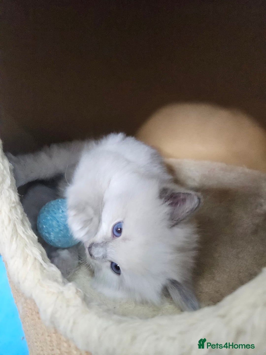 Ragdoll cats for sale: Purebred Blue Point Ragdoll Kittens 🩷💙 - Advert 16