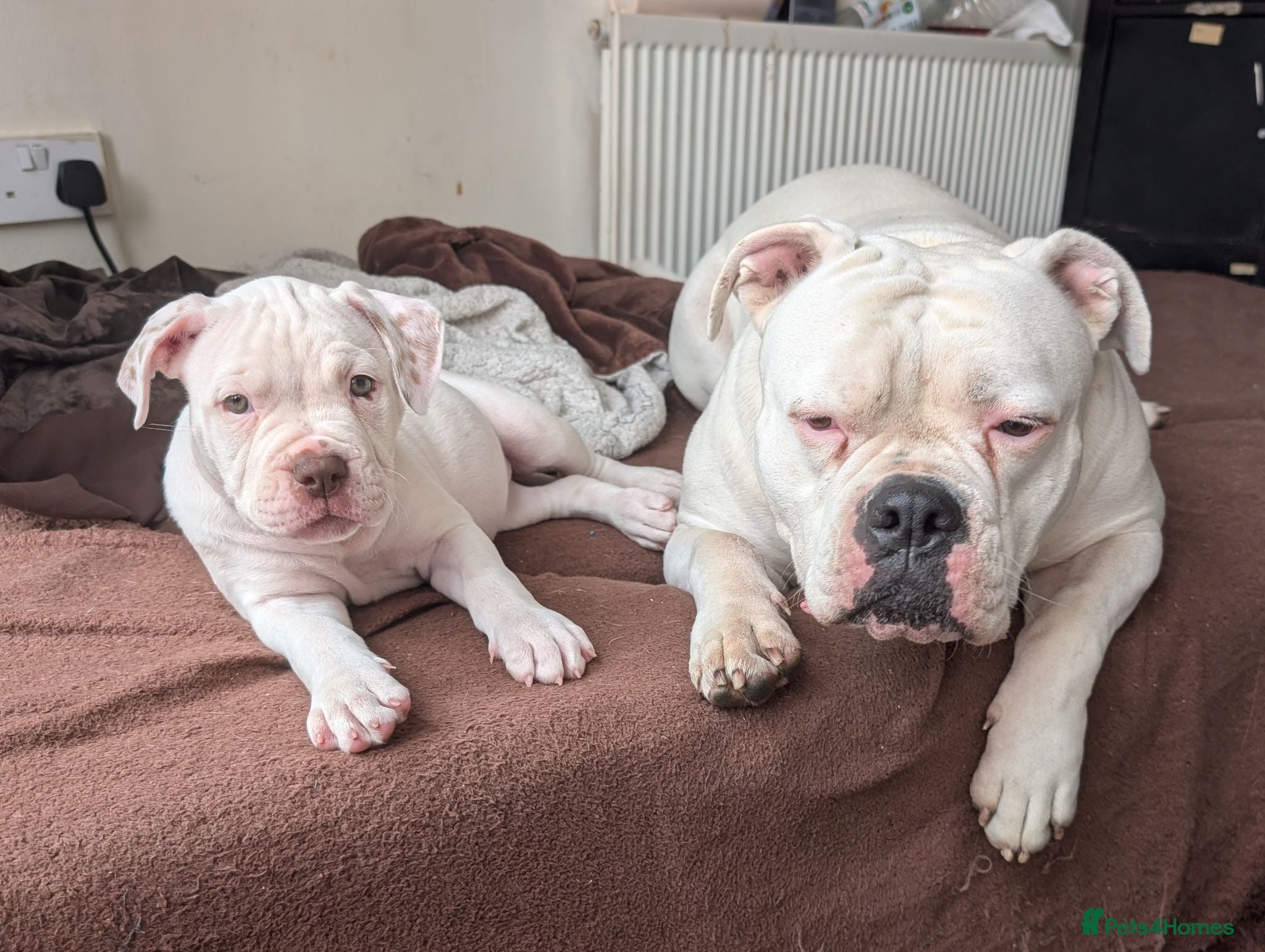 American Bulldog dogs Johnson American bulldog puppies - Advert 2