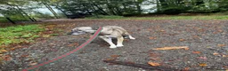 Mixed Breed dogs for adoption: Inka - Dereham Norfolk in Dereham - Advert 17