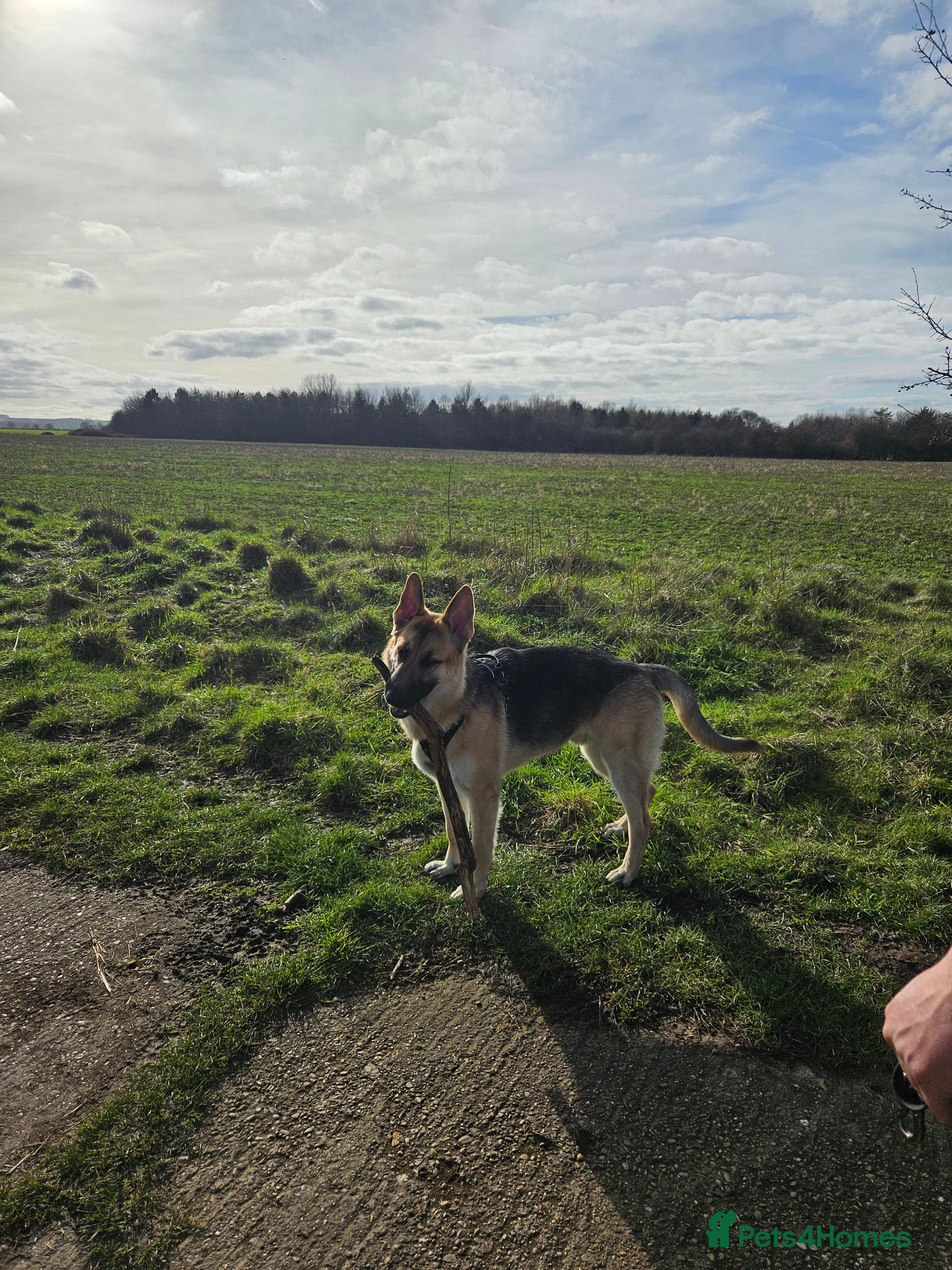 German Shepherd dogs GSD Puppy - 5 Star home required in Grimsby - Advert 1