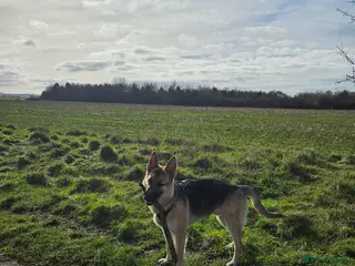 German Shepherd dogs GSD Puppy - 5 Star home required in Grimsby - Advert 1