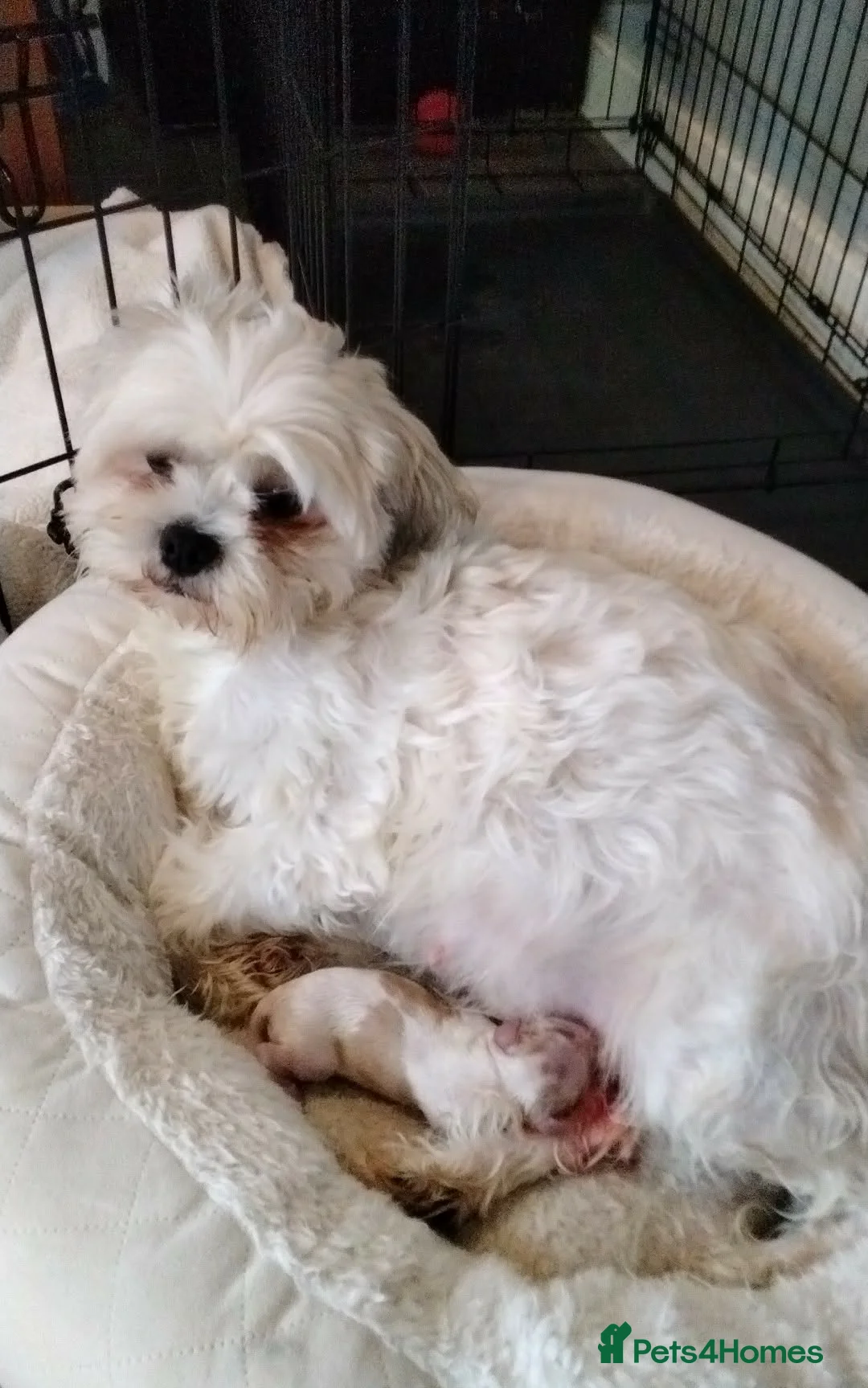 Cava Tzu dogs for sale: 6 beautiful baby's  - Advert 1