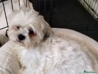 Cava Tzu dogs 6 beautiful baby's - Advert 1