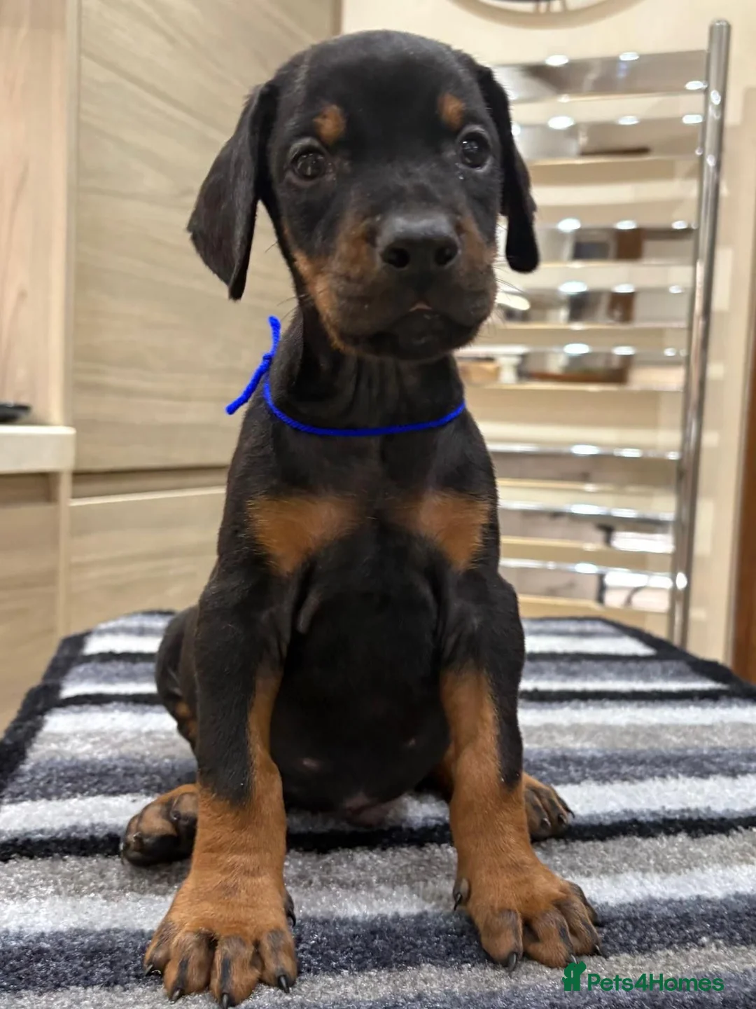 Dobermann dogs for sale: Top Quality Dobermann Puppies Available - Advert 2