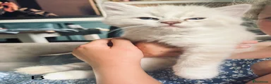 Ragdoll B