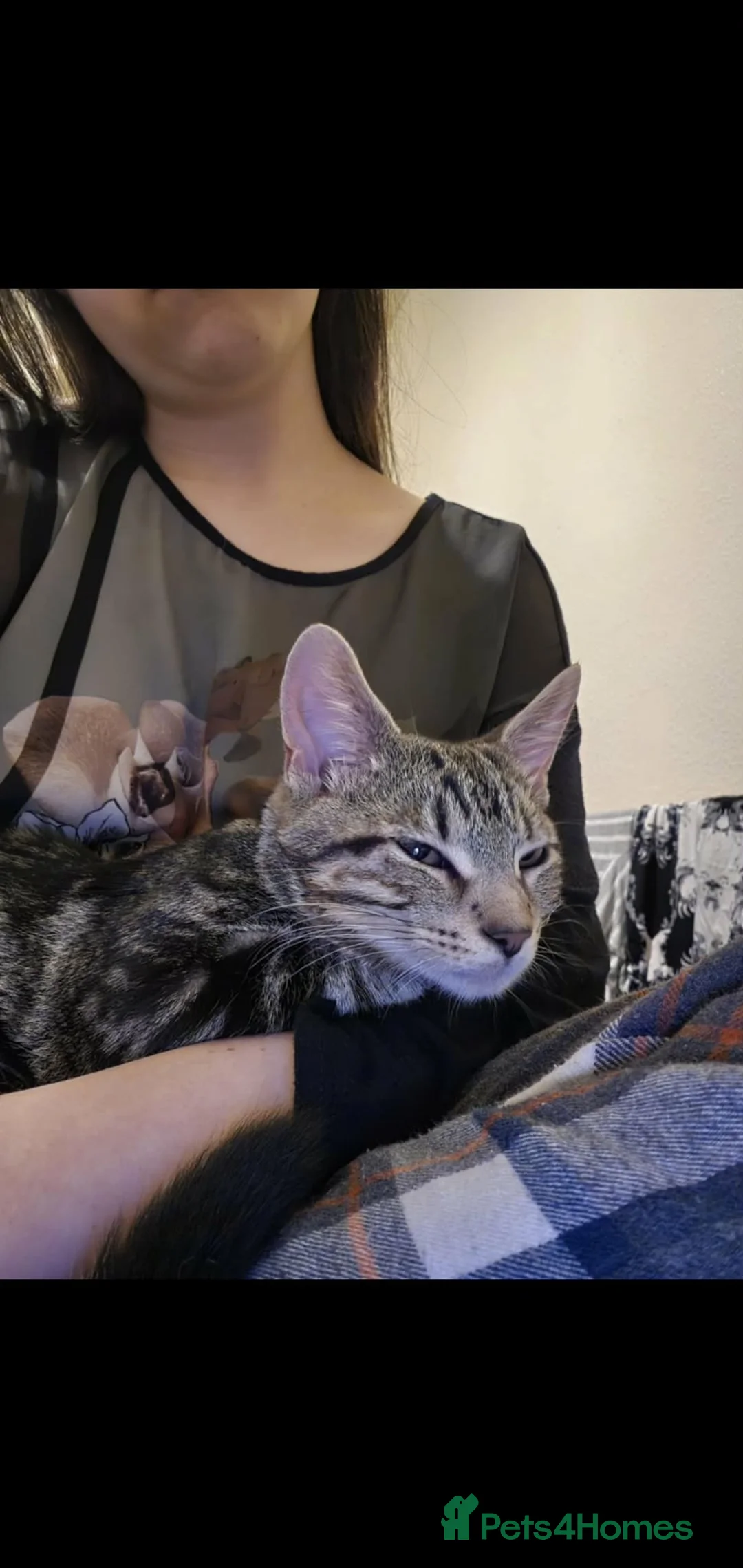 European cats for sale: For Sale tabico - Advert 2