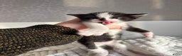 Mixed Breed cats for sale: 3 Gorgeous Kittens - Advert 8