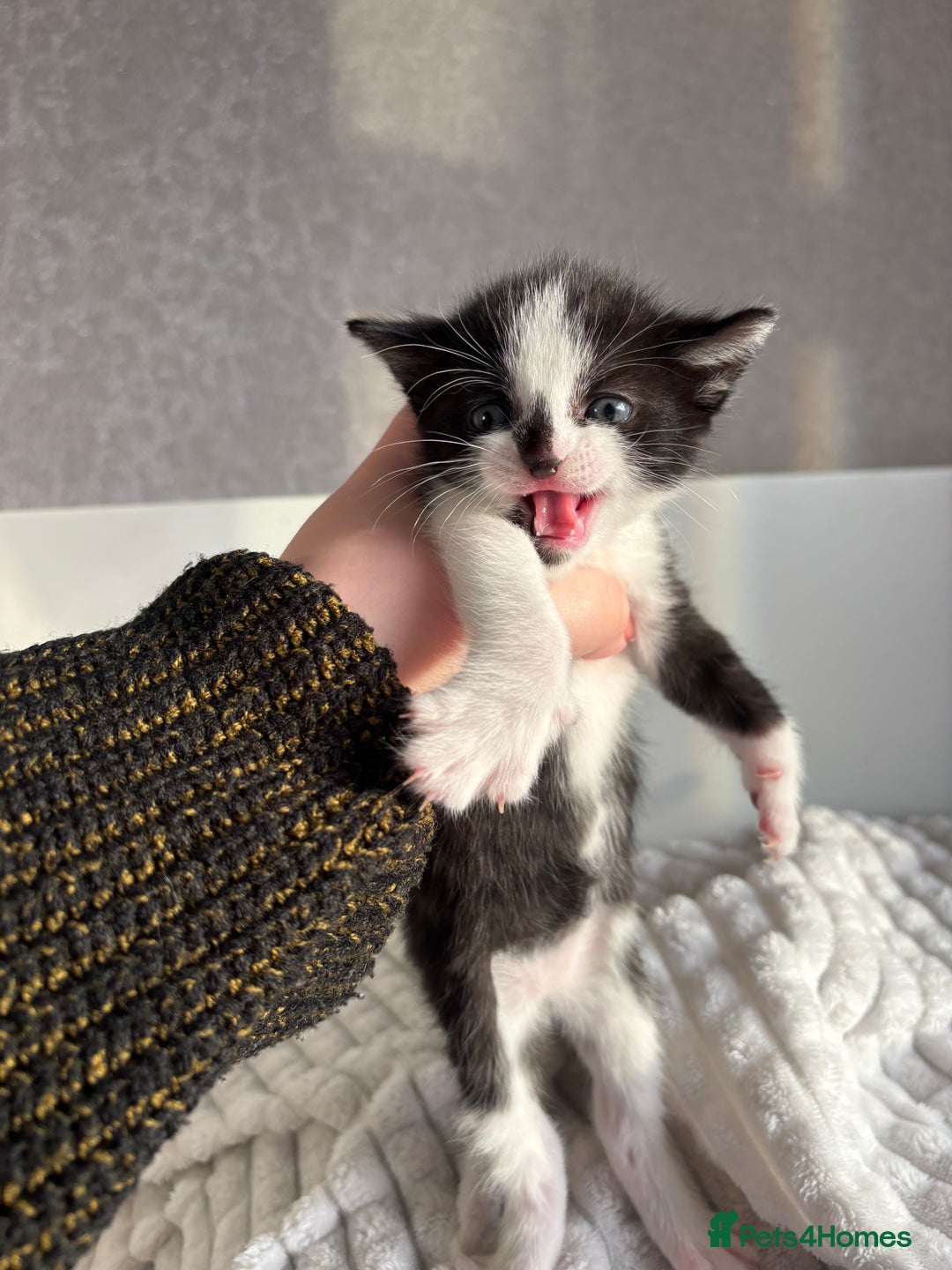 Mixed Breed cats for sale: 3 Gorgeous Kittens - Advert 8