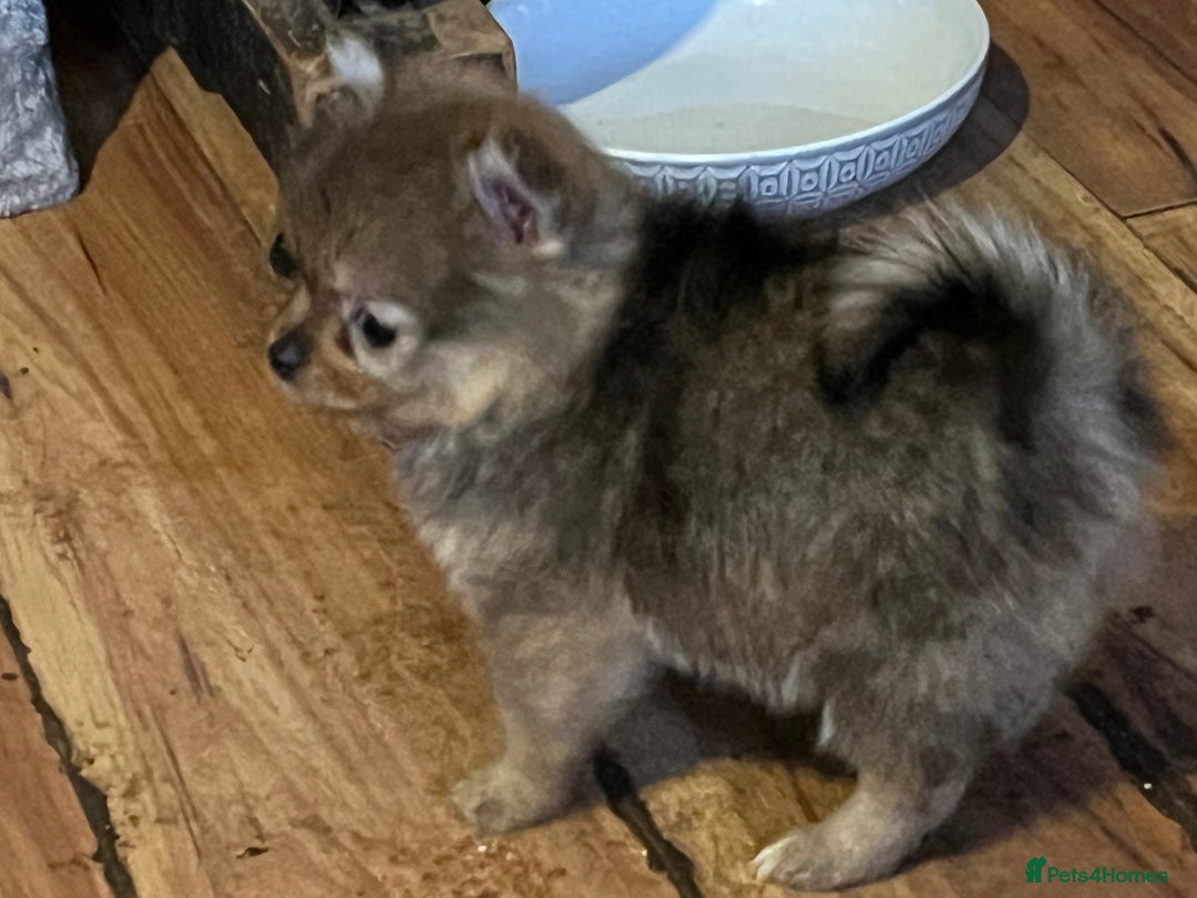 Pomeranian dogs for sale: 3 Pomeranian puppies  - Advert 3