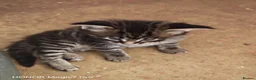 Mixed Breed cats for sale: Stunning 3/4 Maine Coon Kittens  - Advert 9
