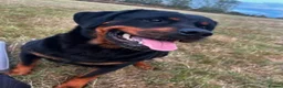 Rottweiler dogs for sale: Beautiful Rottweiler Pups  - Advert 6