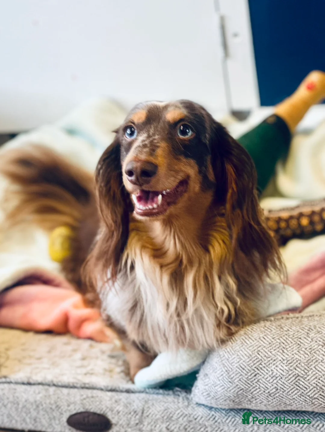 Miniature Dachshund dogs for sale: Long haired dachshund puppie - Advert 3