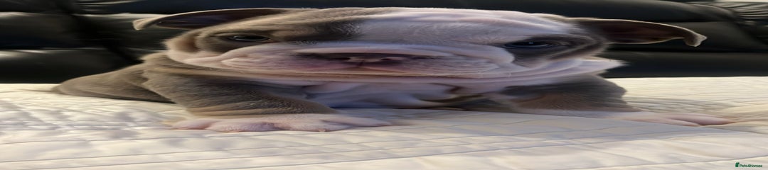 English Bulldog Puppy 1