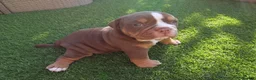 Olde English Bulldogge dogs for sale: Impeccable olde English bulldog  - Advert 4